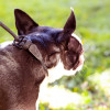Guia Unificada para Adestramento de cães - Pegasus Lemon | FAIRSOFT